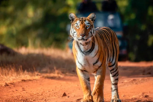 Tadoba Tiger Reserve, India, December 2019
